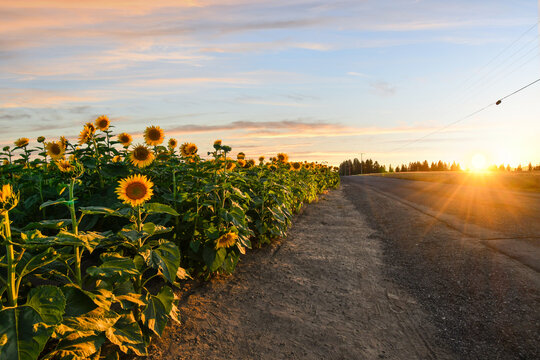 The sun sets at dusk along a rural highway alongside a field of wild sunflowers in the Inland Northwest prairie area near Spokane, Washington.