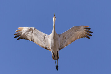 Migrating Greater Sandhill Cranes in Monte Vista, Colorado