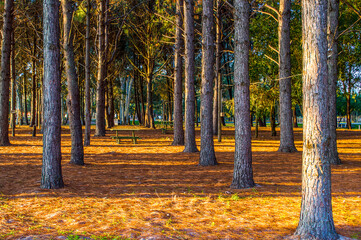 bosque de pinos con alfombras de agujas anaranjadas en el piso