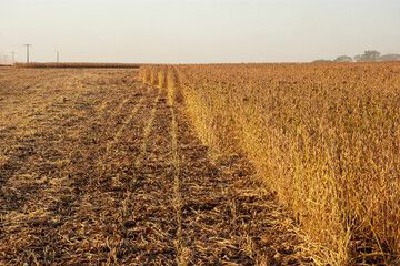 Harvesting soybeans on a farm in Brazil