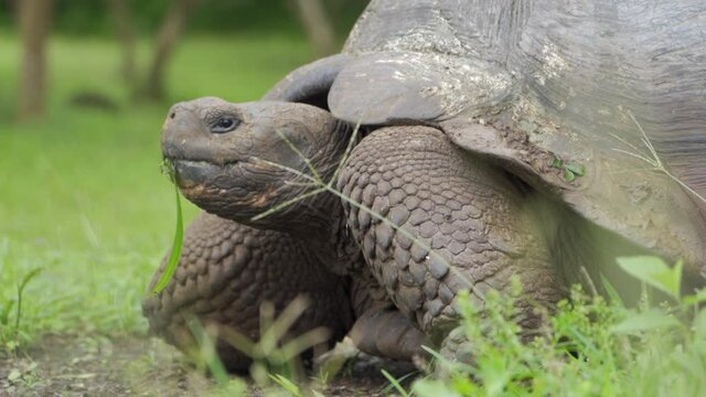 Closeup: Large Galapagos Tortoise Eating Grass Looks Up From His Meal In Grassy Field