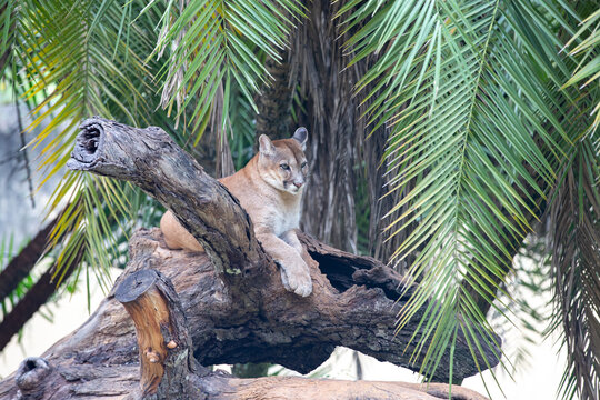 Cougar lying on the tree trunk relaxing and resting