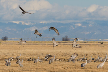 Migrating Greater Sandhill Cranes in Monte Vista, Colorado