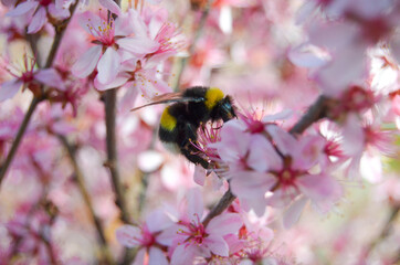 bee on a pink flower