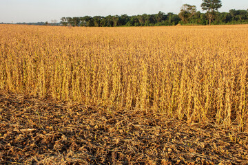 Harvesting soybeans on a farm in Brazil