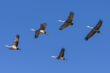 Migrating Greater Sandhill Cranes in Monte Vista, Colorado