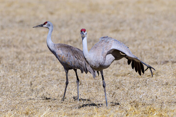Migrating Greater Sandhill Cranes in Monte Vista, Colorado