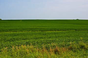 Fototapeta premium USA, Minnesota, Canon Falls, Mid-summer Farm Fields