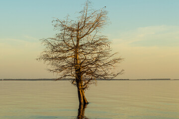 árbol solitario en medio del lago a la hora dorada