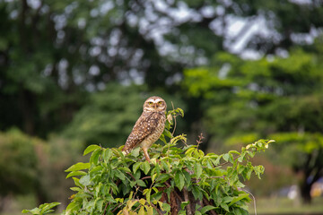 Isolated attentive owl perched on the green bushes with blurred background