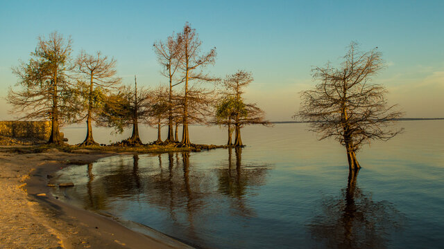 Árboles Sin Hojas Junto Al Lago. San Gregorio De Polanco, Uruguay