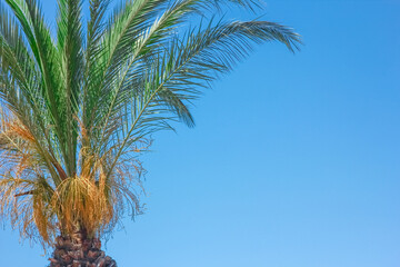 Obraz premium beautiful palms on the seashore at the pool on nature background