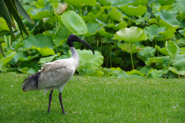 Sydney wildlife
