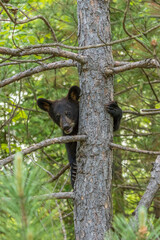 USA, Minnesota, Minnesota Wildlife Connection. Captive black bear cub climbing tree. © Danita Delimont