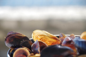 mussel shell