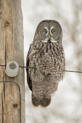 USA, Minnesota, Sax-Zim Bog. Great gray owl on power line.