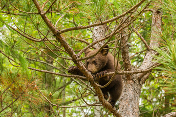 USA, Minnesota, Pine County. Black bear cub climbing tree.