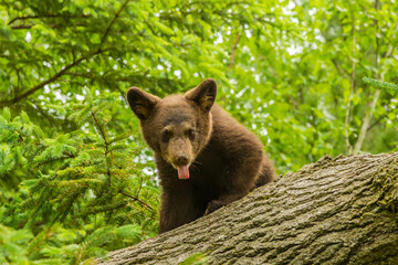 Obraz na płótnie Canvas USA, Minnesota, Pine County. Black bear cub on tree.