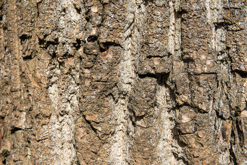 Old Wood Tree Texture Background Pattern. Close up