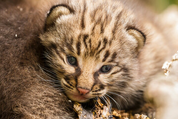USA, Minnesota, Pine County. Bobcat kitten close-up.