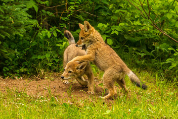 USA, Minnesota, Pine County. Coyote pups playing at den.