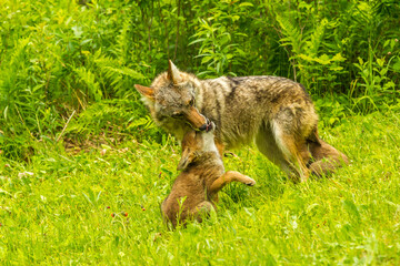 USA, Minnesota, Pine County. Coyote mother with pup.