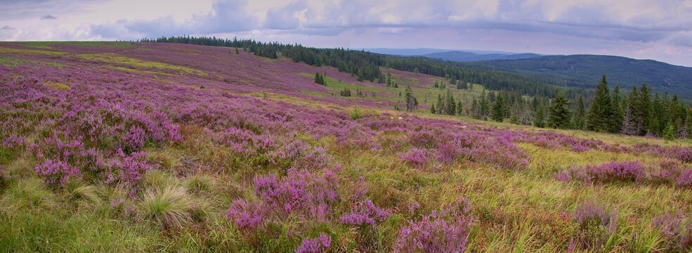 Panoramic view to the abandoned part of military area Brdy with flowering heather in Czechia