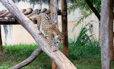 Yellow Jaguar descending down the trunk of the fallen tree towards the ground