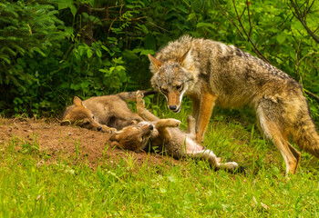 USA, Minnesota, Pine County. Coyote mother with pups at den.