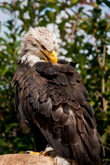 eagle
