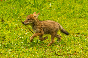USA, Minnesota, Pine County. Coyote pup playing with stick.