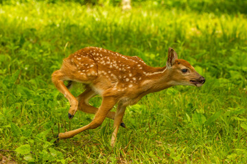USA, Minnesota, Pine County. White-tailed deer fawn running.