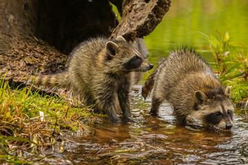 USA, Minnesota, Pine County. Raccoons playing in stream. © Danita Delimont