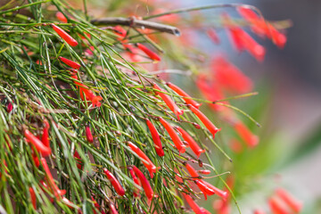 Ile Borromées - Italie
Les îles Borromées, en italien Isole Borromee, sont des îles italiennes du lac Majeur. Elles sont au nombre de cinq, mais seules trois se visitent.