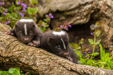 USA, Minnesota, Pine County. Striped skunk kits on log.