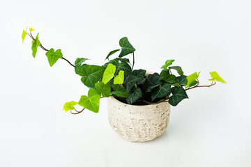 green isolated house plant in a flowerpot