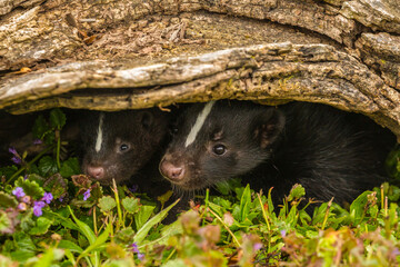 USA, Minnesota, Pine County. Striped skunk kits hiding under log.
