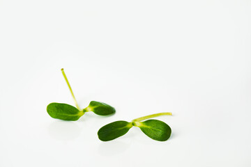 Fototapeta na wymiar fresh organic green sunflower young leaf for salad