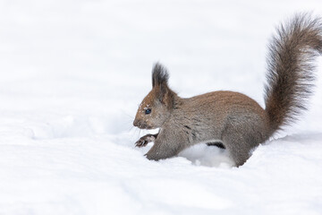 エゾリスの雪遊び