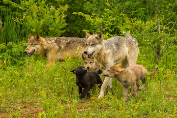 USA, Minnesota, Pine County. Adult wolves and pups. - obrazy, fototapety, plakaty