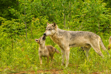USA, Minnesota, Pine County. Adult wolf and pup.