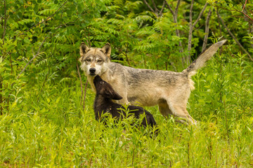 USA, Minnesota, Pine County. Adult wolf and pup.