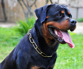 un perro rottweiler 