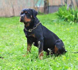 un fuerte perro rottweiler