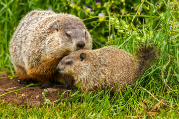 USA, Minnesota, Pine County. Adult woodchuck and kit.