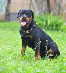 un fuerte perro rottweiler