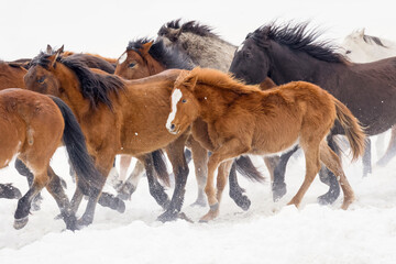 Fototapeta na wymiar Rodeo horses running during winter roundup, Kalispell, Montana.