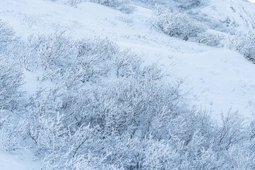 Plants in the tundra in the Arctic are covered with hoar frost. Snow and rime ice on the branches...