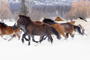 Rodeo horses running during winter roundup, Kalispell, Montana.