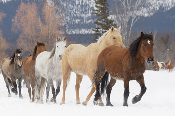 Rodeo horses running during winter roundup, Kalispell, Montana.